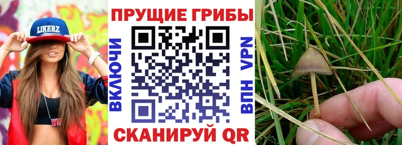 Псилоцибиновые грибы Psilocybe  Киселёвск 